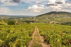 The Growing Importance of Beaujolais