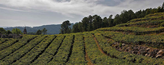 Vino of the Camino