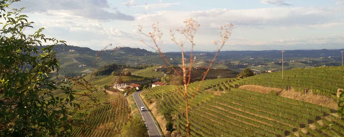 Barolo and Gavi: Gems from Northern Italy