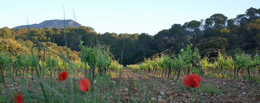 Leading the Languedoc