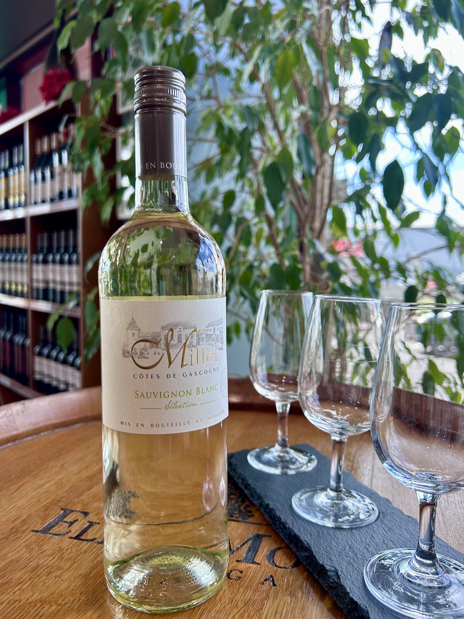Millet Sauvignon Blanc lifestyle